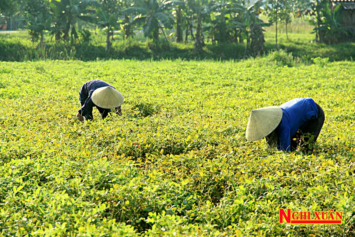 Được mùa, được giá bà con Nghi Xuân phấn khởi thu hoạch lạc