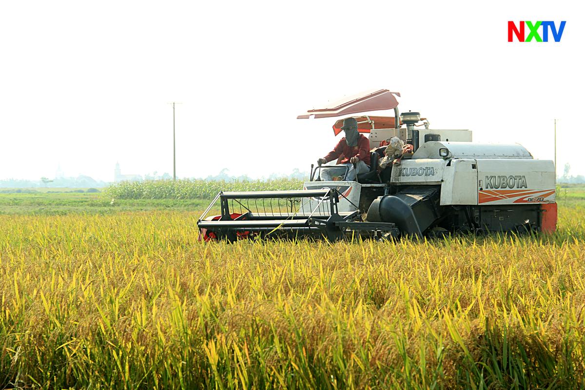 Bà con Nghi Xuân tập trung thu hoạch lúa vụ Xuân