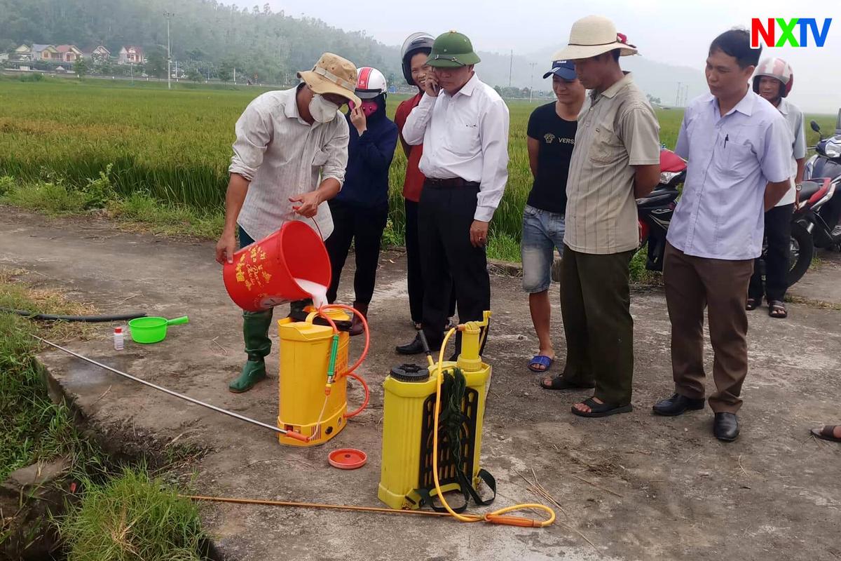 Nghi Xuân tập trung phòng trừ dịch bệnh rầy nâu và rầy lưng trắng hại lúa vụ Xuân