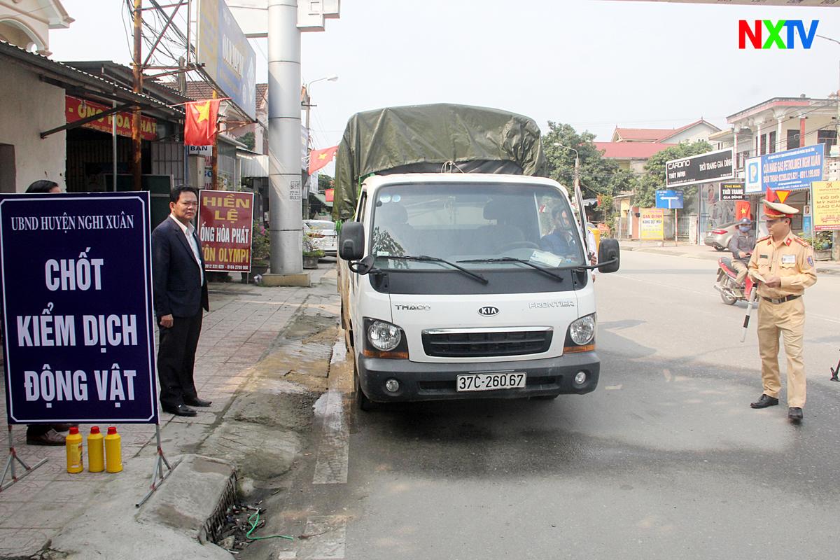 Nghi Xuân: Chủ động phòng chống dịch tả lợn Châu Phi