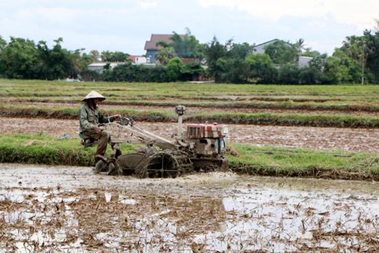 Nghi Xuân tập trung sản xuất Hè Thu