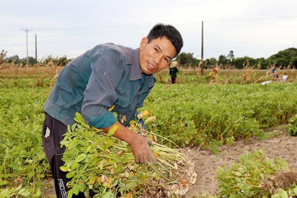 Bà con Nghi Xuân phấn khởi thu hoạch Lạc Xuân