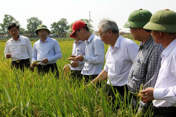 Hội thảo đánh giá kết quả sản xuất giống lúa CLC Kim Cương 111