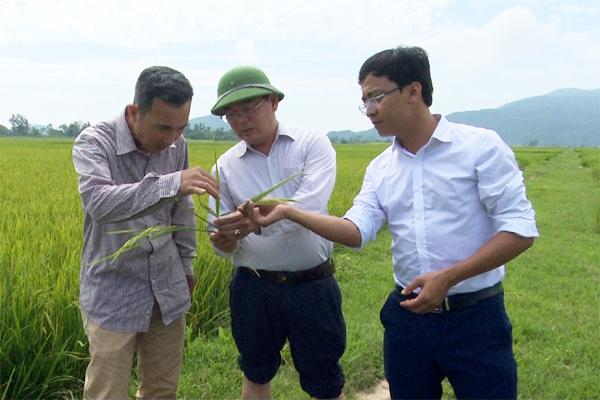 Các địa phương tiếp tục chỉ đạo nhân dân chủ động phòng trừ bệnh đạo ôn trên lúa