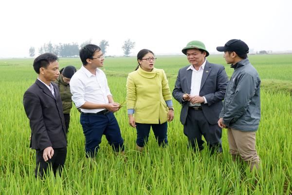 Bám sát đồng ruộng, theo dõi, phòng trừ bệnh đạo ôn trên lúa