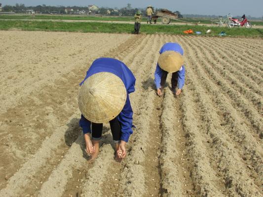 Bà con nông dân Nghi Xuân khẩn trương ra đồng gieo trỉa Lạc Xuân