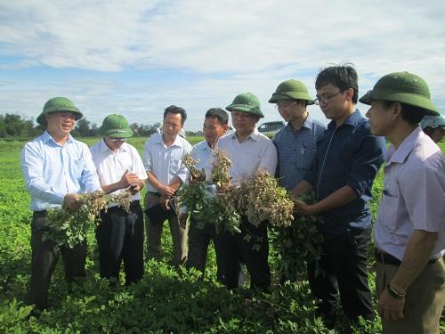 Hội thảo đầu bờ mô hình chuyển giao kỹ thuật thâm canh Lạc Xuân năng suất cao tại địa bàn huyện Nghi Xuân