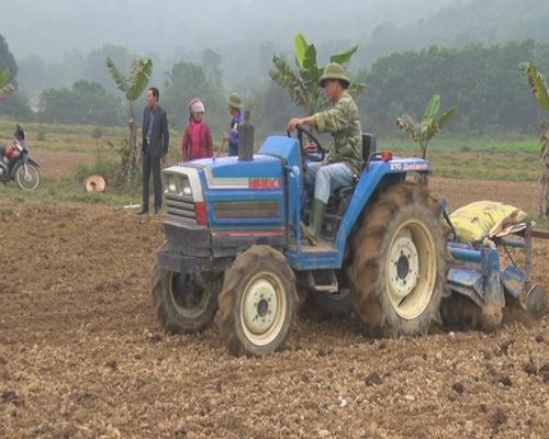 Nghi Xuân: Trồng thí điểm 10 ha giống ngô sinh khối phục vụ phát triển chăn nuôi