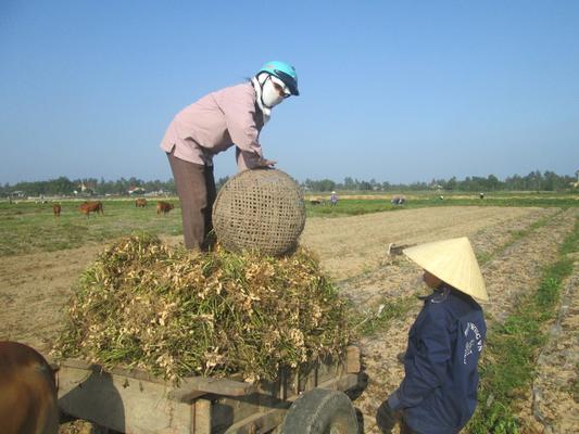 Xuân Mỹ: Bà con nông dân tự sản xuất được trên 50% giống Lạc chất lượng cao