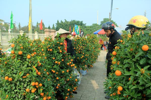 [Photo] Nhộn nhịp thị trường hoa, cây cảnh dịp tết