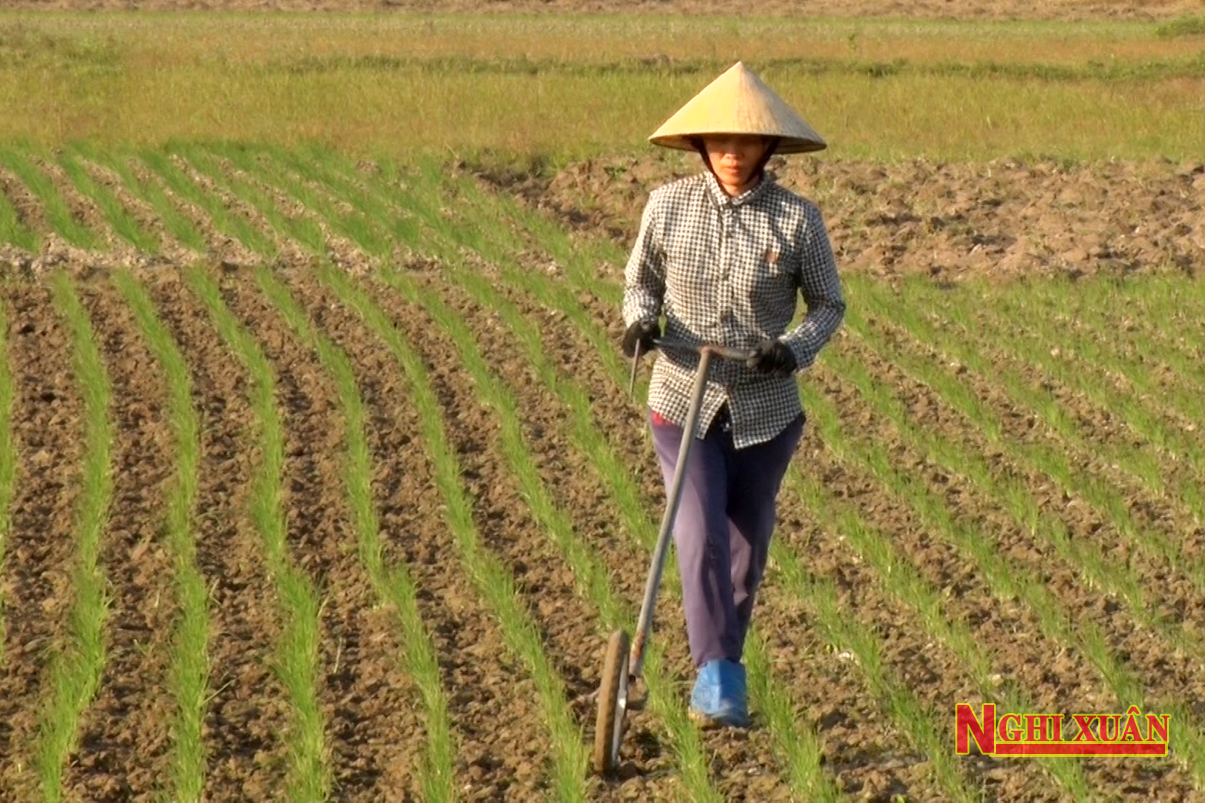 Trồng hành tăm giúp nông dân Xuân Giang thu về hơn 12 triệu đồng/sào