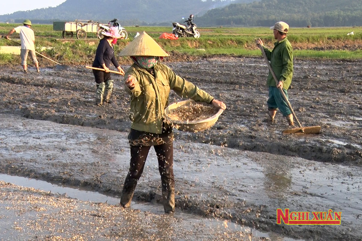 Bà con Nghi Xuân ra đồng gieo mạ vụ Xuân