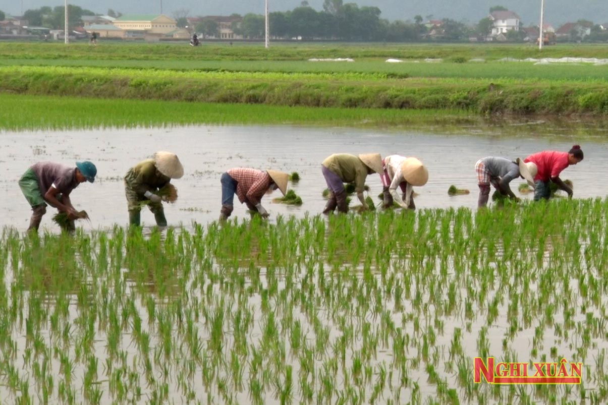 Bà con nông dân Nghi Xuân ra đồng gieo, cấy lúa Xuân