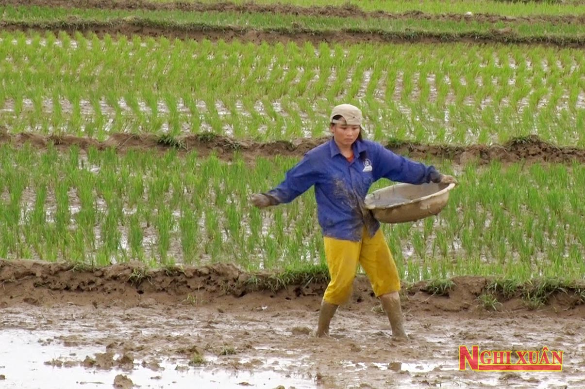 Bà con nông dân Nghi Xuân ra đồng gieo, cấy lúa Xuân