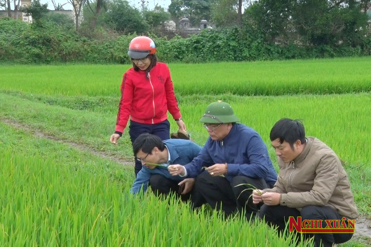 Tăng cường kiểm tra đồng ruộng, phòng trừ kịp thời sâu bệnh hại lúa