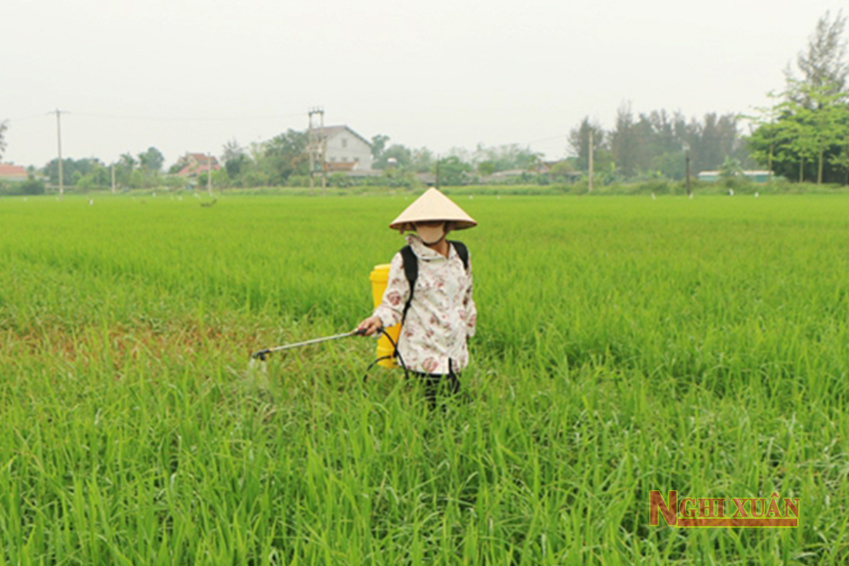 Tập trung cao việc phòng trừ đạo ôn cổ bông trên lúa vụ Xuân