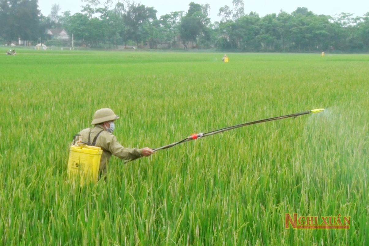 Nghi Xuân cơ bản hoàn tất việc phun thuốc trừ đạo ôn cổ bông cho lúa xuân