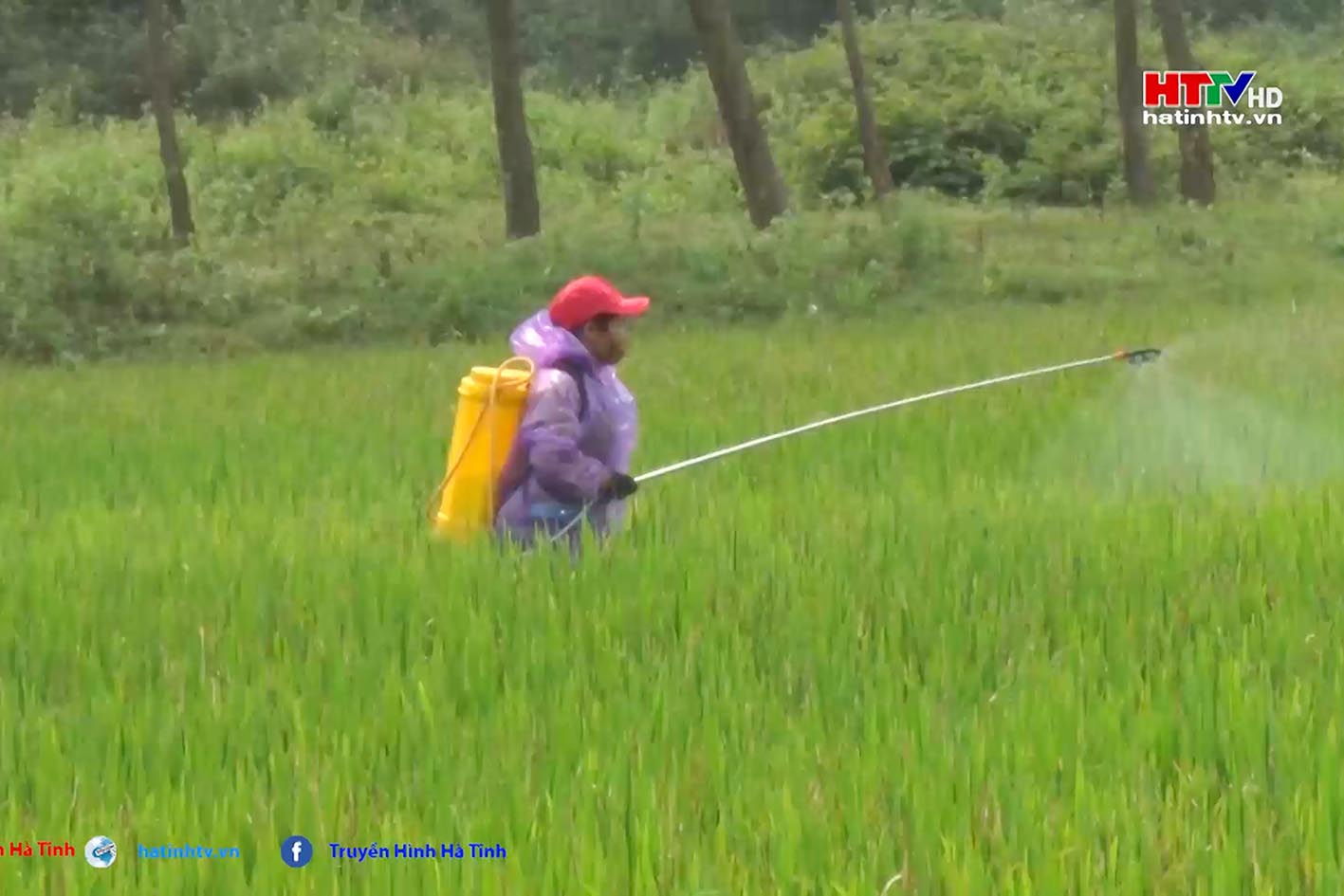 Nông dân Nghi Xuân ra đồng phun thuốc trừ đạo ôn cổ bông cho lúa xuân