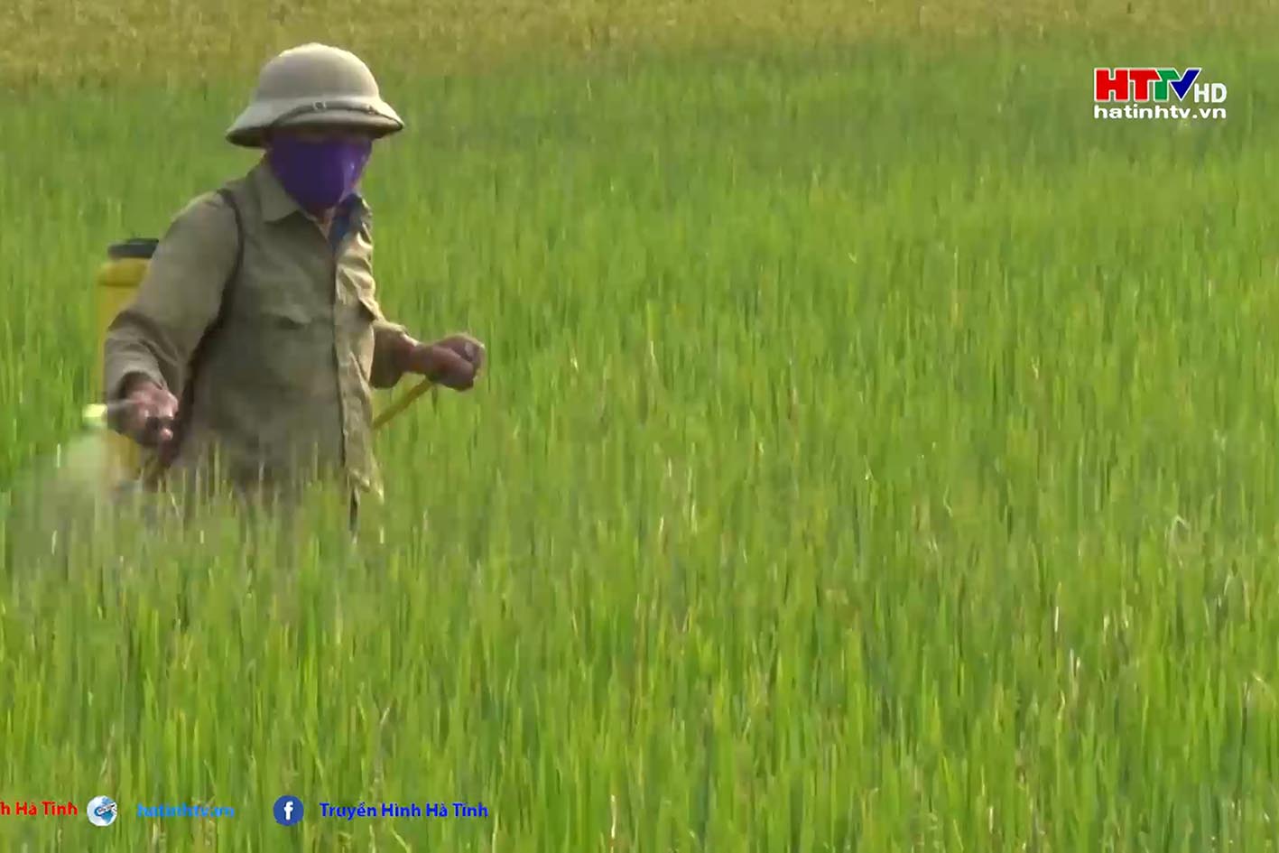 Nghi Xuân tập trung phòng trừ đạo ôn cổ bông trên lúa xuân