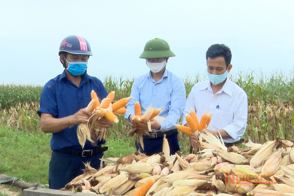 Giống ngô biến đổi gen cho năng suất cao tại Nghi Xuân