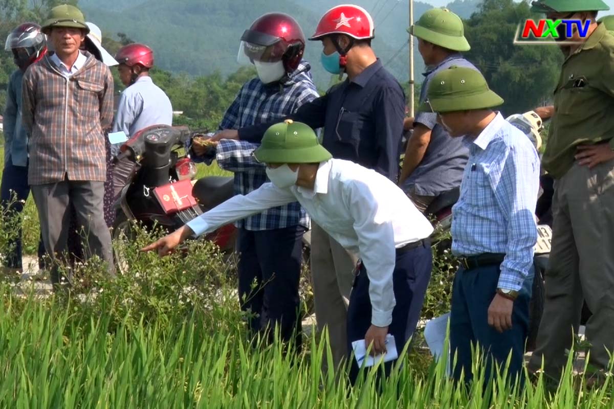 Năng suất lúa vụ xuân ở xã Xuân Hồng đạt bình quân gần 56 tạ/ha