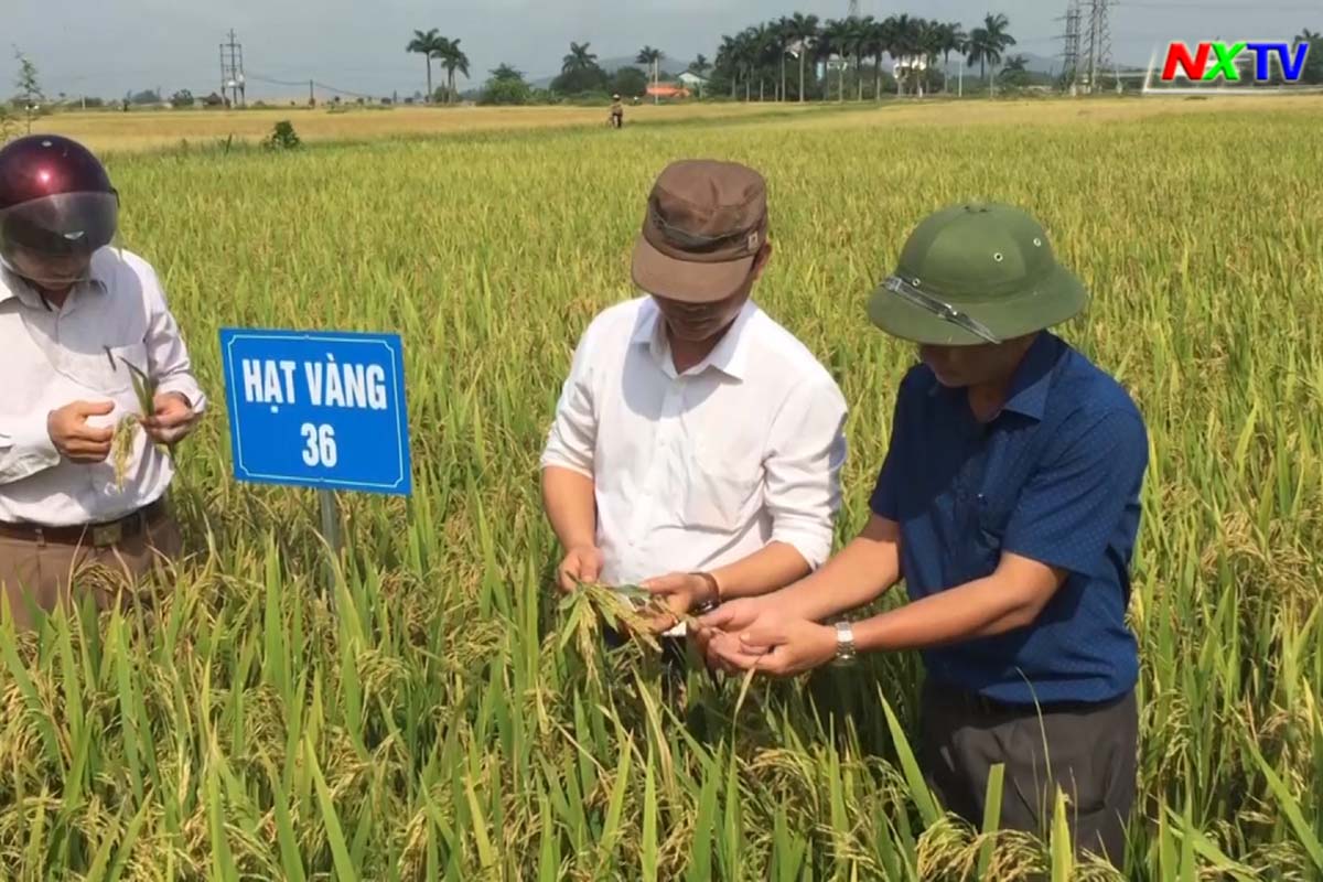 Giống lúa mới Hạt Vàng 36 có nhiều ưu điểm, cho năng suất cao tại Nghi Xuân