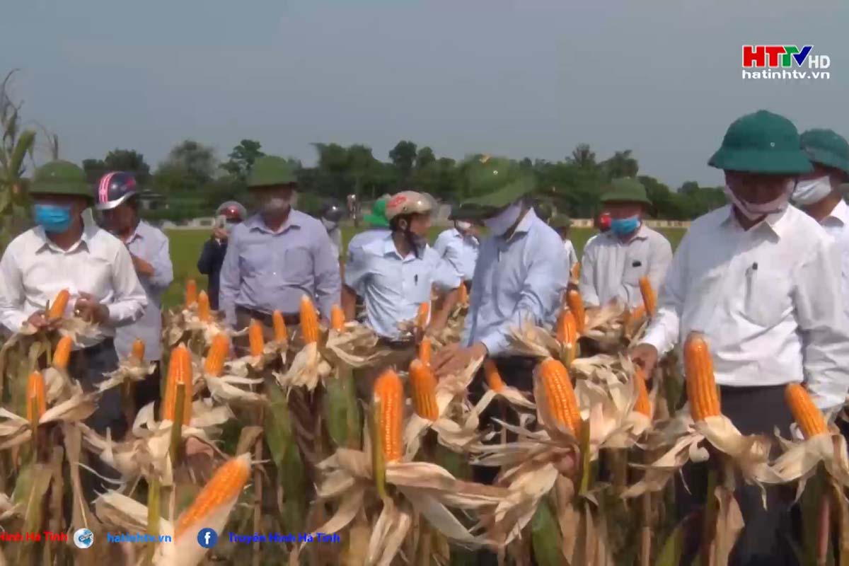 Nông dân Nghi Xuân mở rộng diện tích trồng ngô