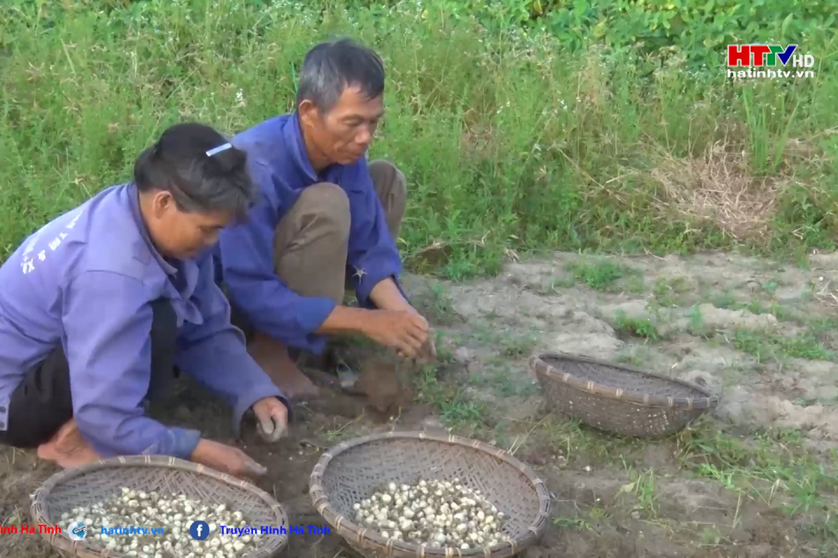 Nông dân Xuân Giang trồng hành tăm cho thu nhập hơn 12 triệu đồng/sào