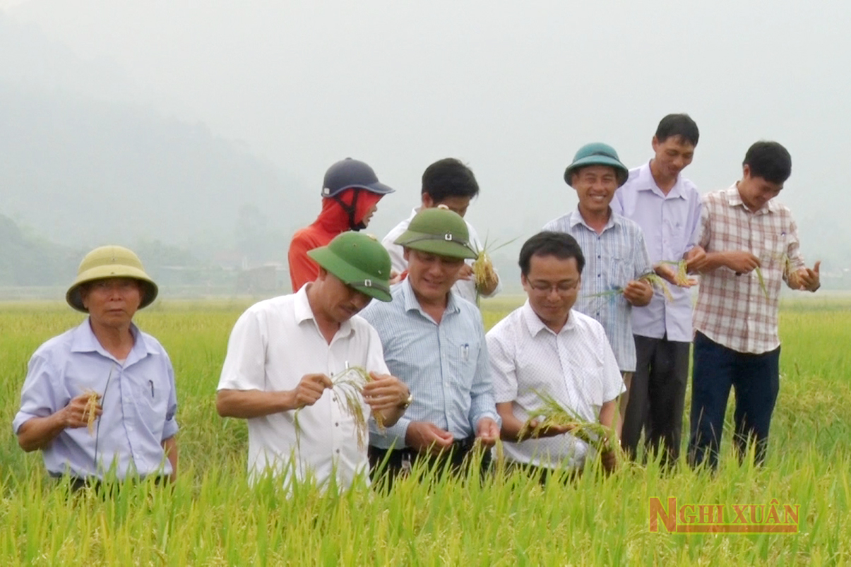 Năng suất lúa hè thu ở Xuân Lam đạt hơn 50 tạ/ha