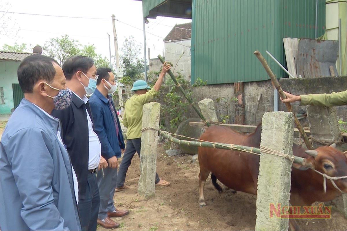 Xuất hiện bệnh viêm da nổi cục ở trâu, bò - Nghi Xuân tập trung cao cho phòng, chống bệnh