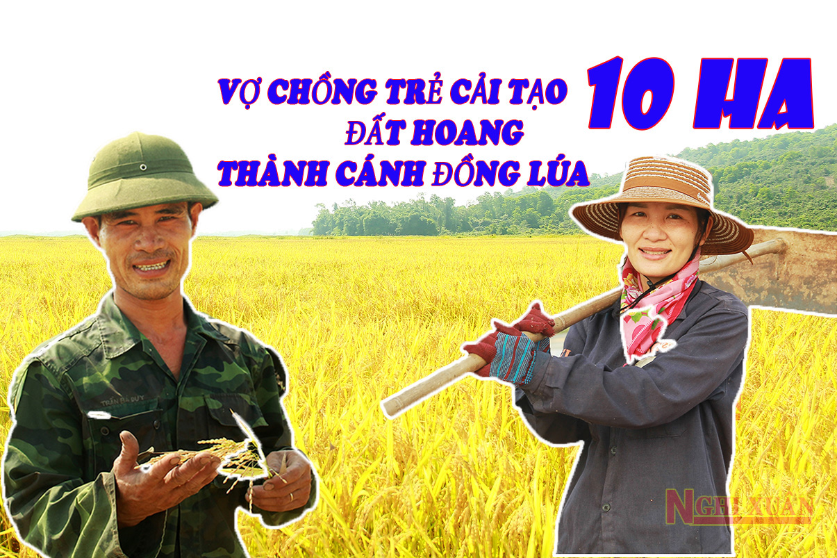 Vợ chồng trẻ cải tạo hơn 10ha đất hoang thành cánh đồng lúa