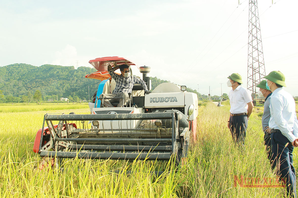 Đẩy nhanh tiến độ thu hoạch lúa hè thu, đảm bảo lịch thời vụ