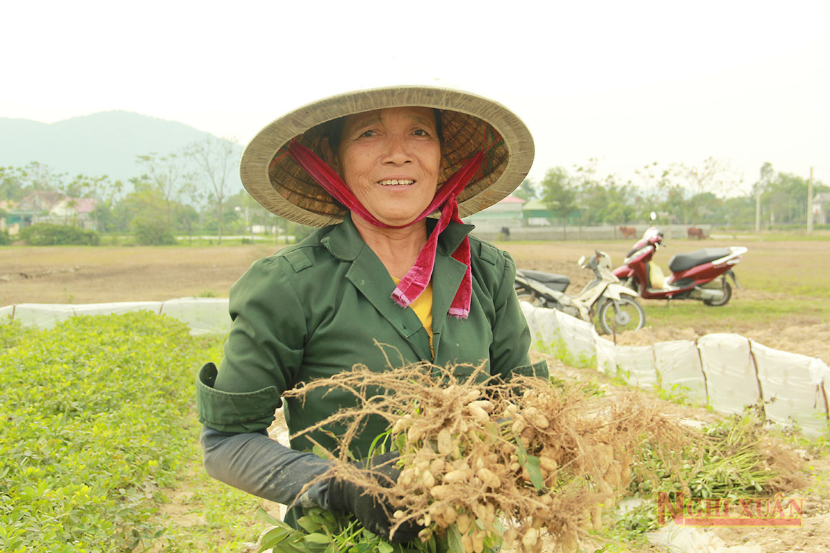 Nông dân Nghi Xuân chủ động được hơn 48 tấn lạc giống cho vụ Xuân