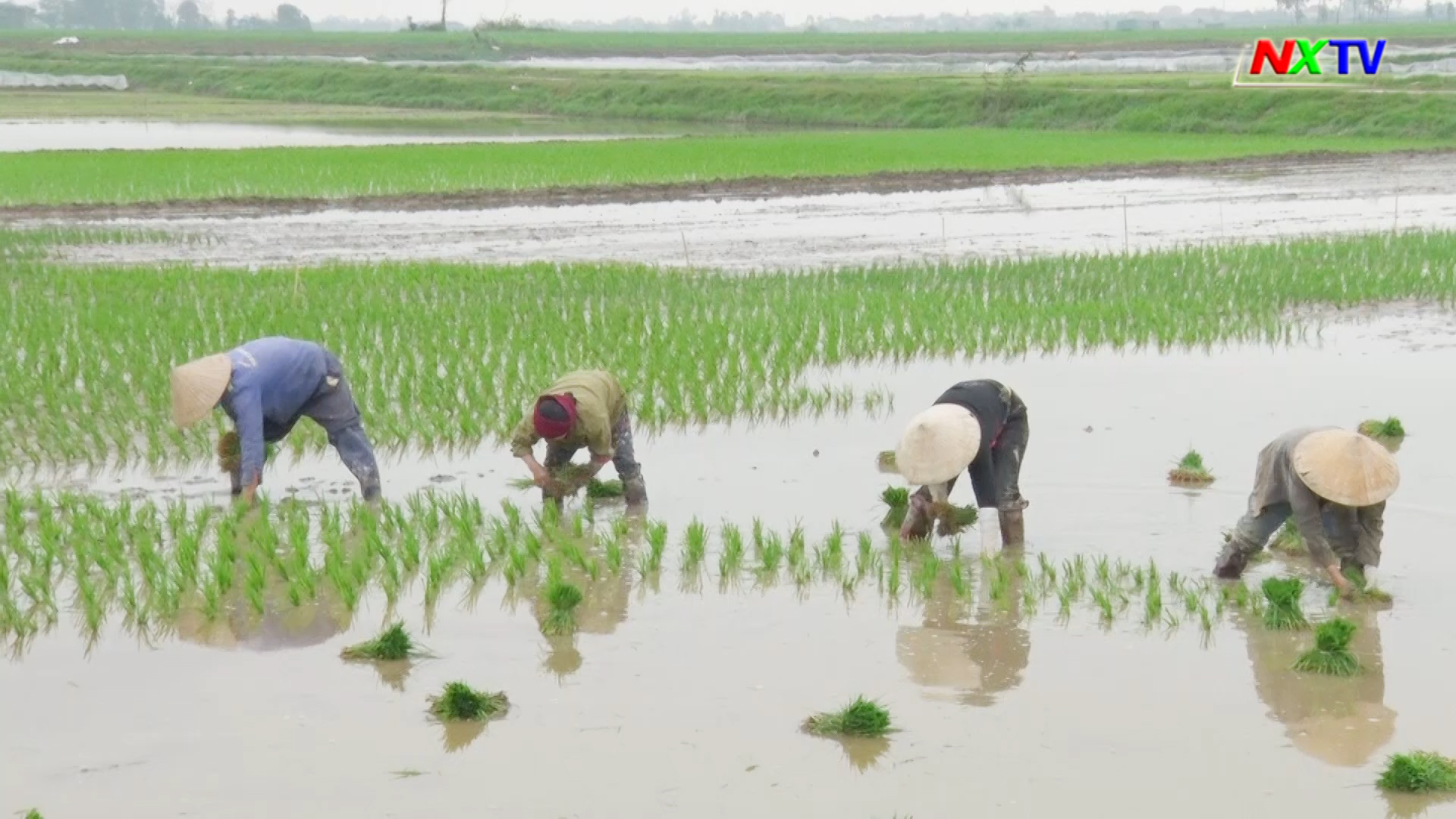 Bà con nông dân Nghi Xuân ra đồng gieo cấy lúa vụ xuân