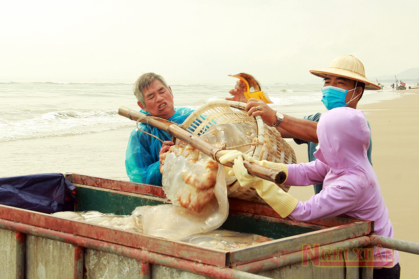 Ngư dân Nghi Xuân bám biển bắt sứa thu tiền triệu mỗi ngày