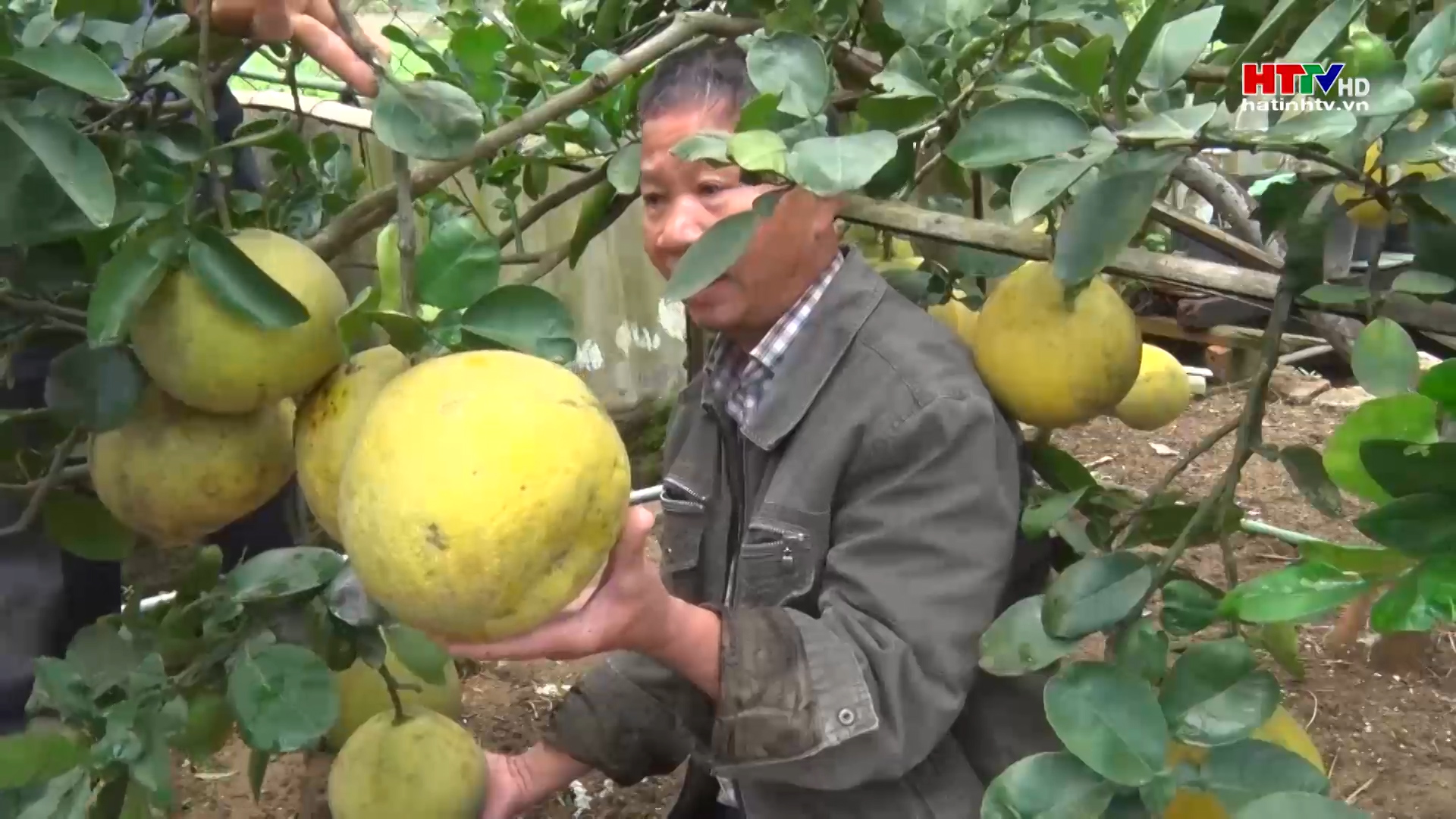 Nghi Xuân tập trung phát triển kinh tế vườn