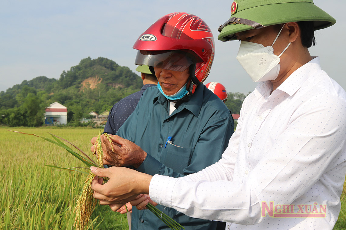 Năng suất lúa vụ xuân ở xã Xuân Hồng đạt bình quân 53 tạ/ha