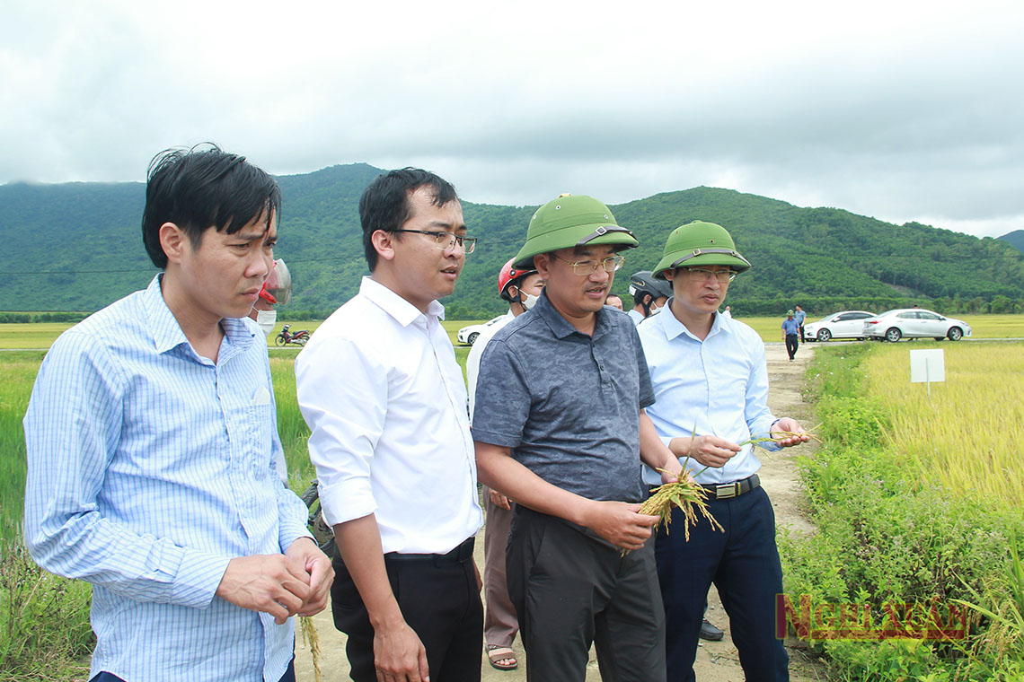 Nghi Xuân tổ chức hội thảo, đánh giá năng suất các giống thử nghiệm mới