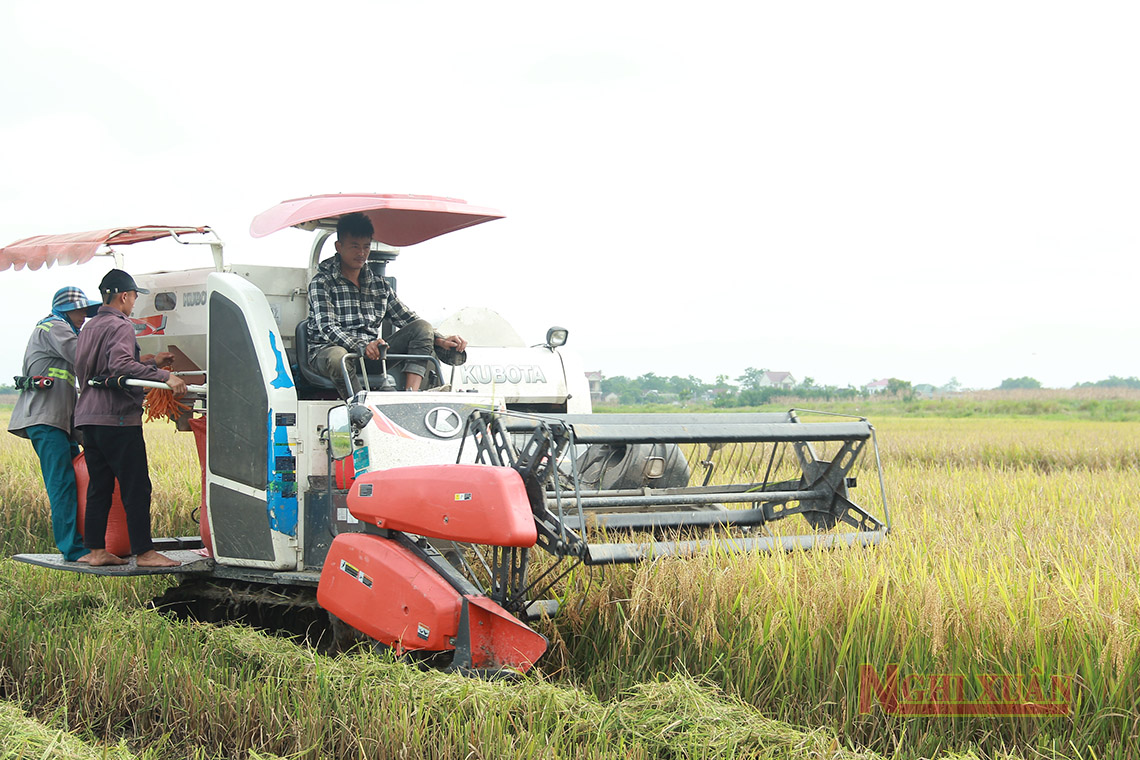 Nông dân Nghi Xuân tập trung ra đồng thu hoạc lúa xuân