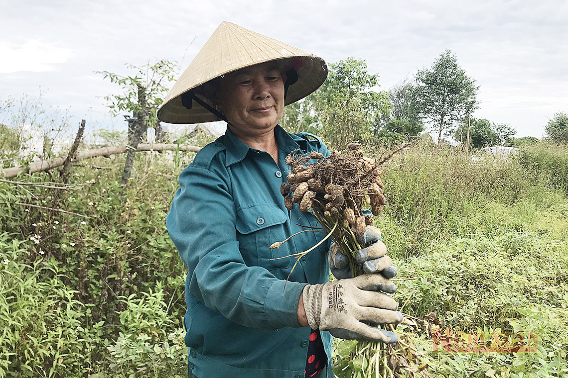 Năng suất lạc ở Nghi Xuân chỉ đạt 18 tạ/ha