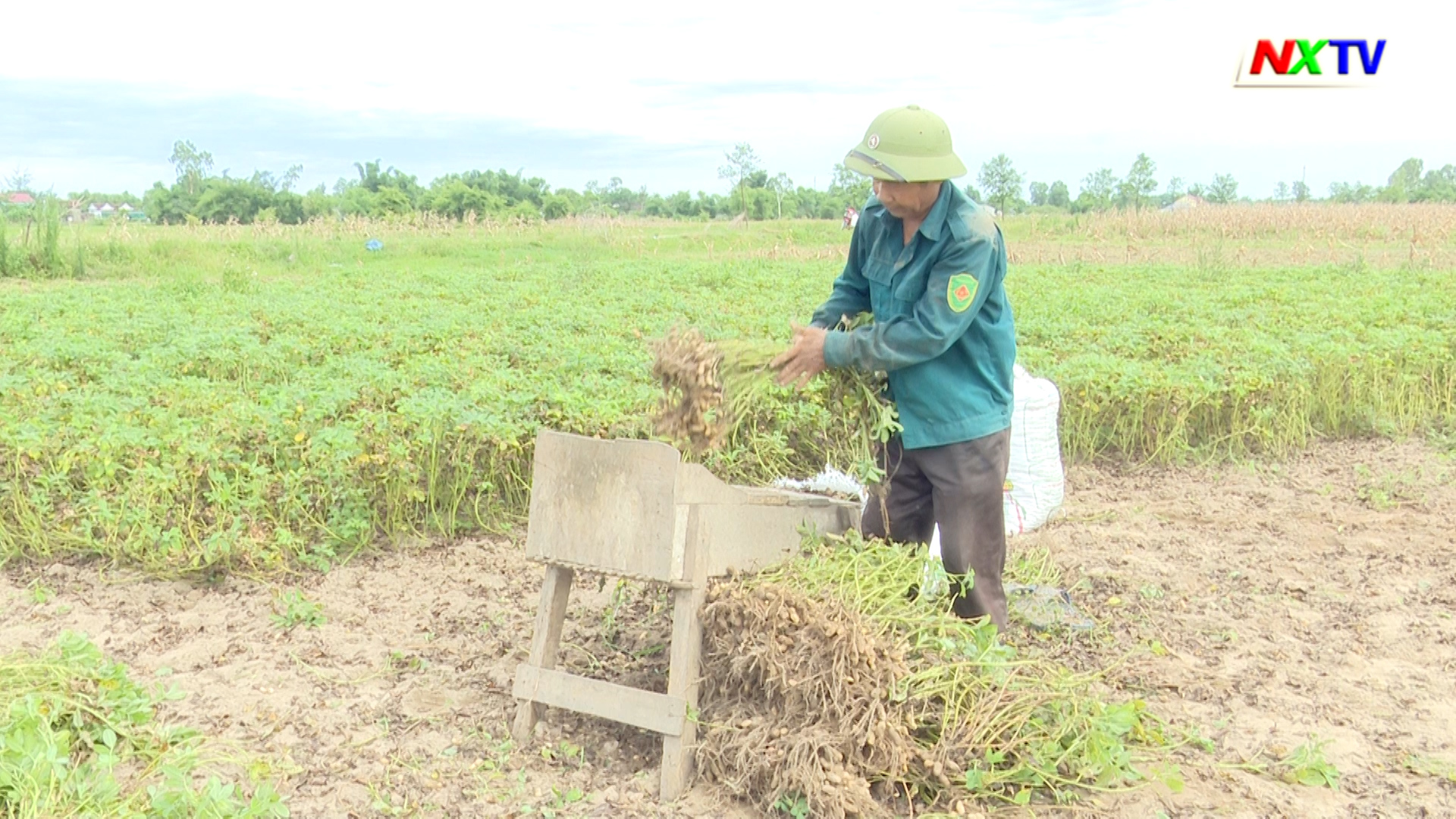 Năng suất lạc ở Nghi Xuân chỉ đạt 18 tạ/ha