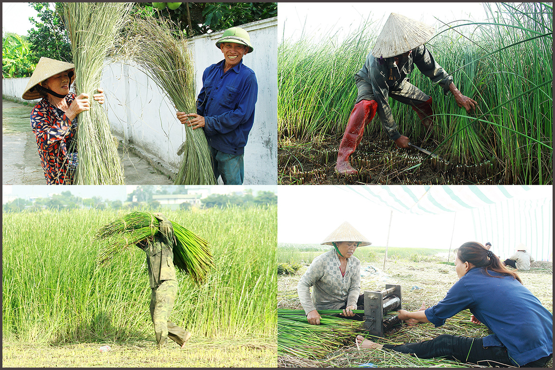 Nông dân “ốc đảo” Hồng Lam thu hoạch cói