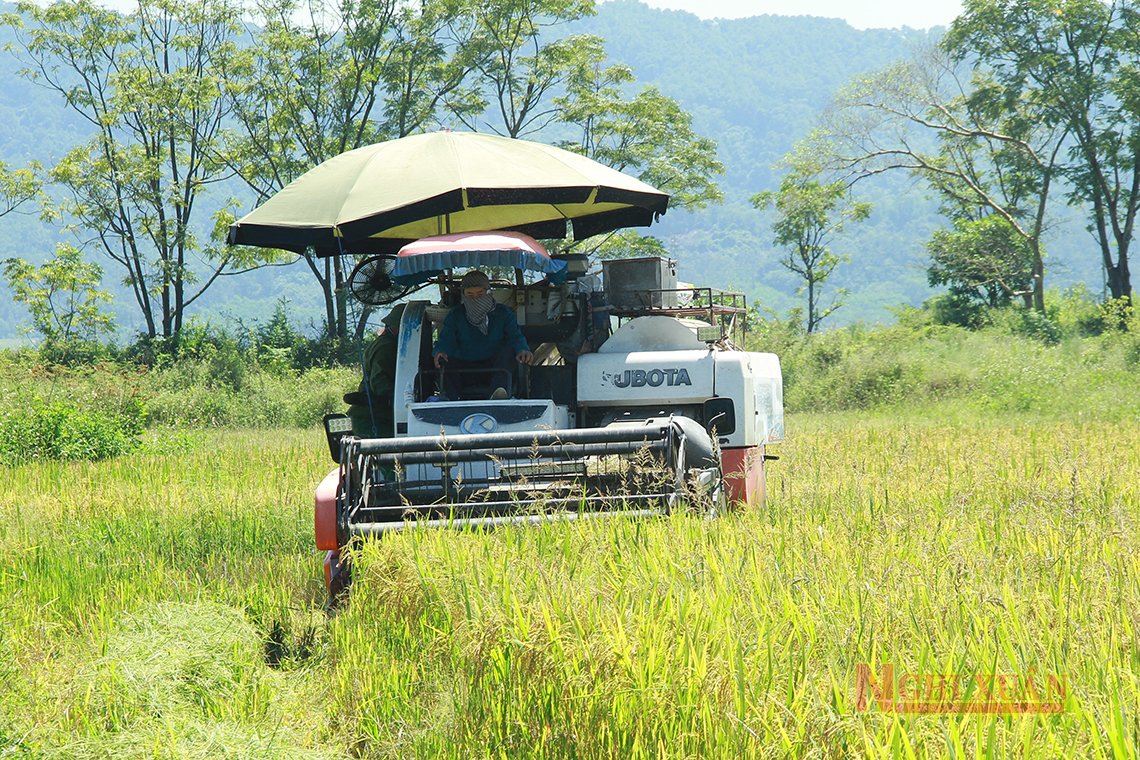 Nông dân Nghi Xuân thu hoạch lúa hè thu