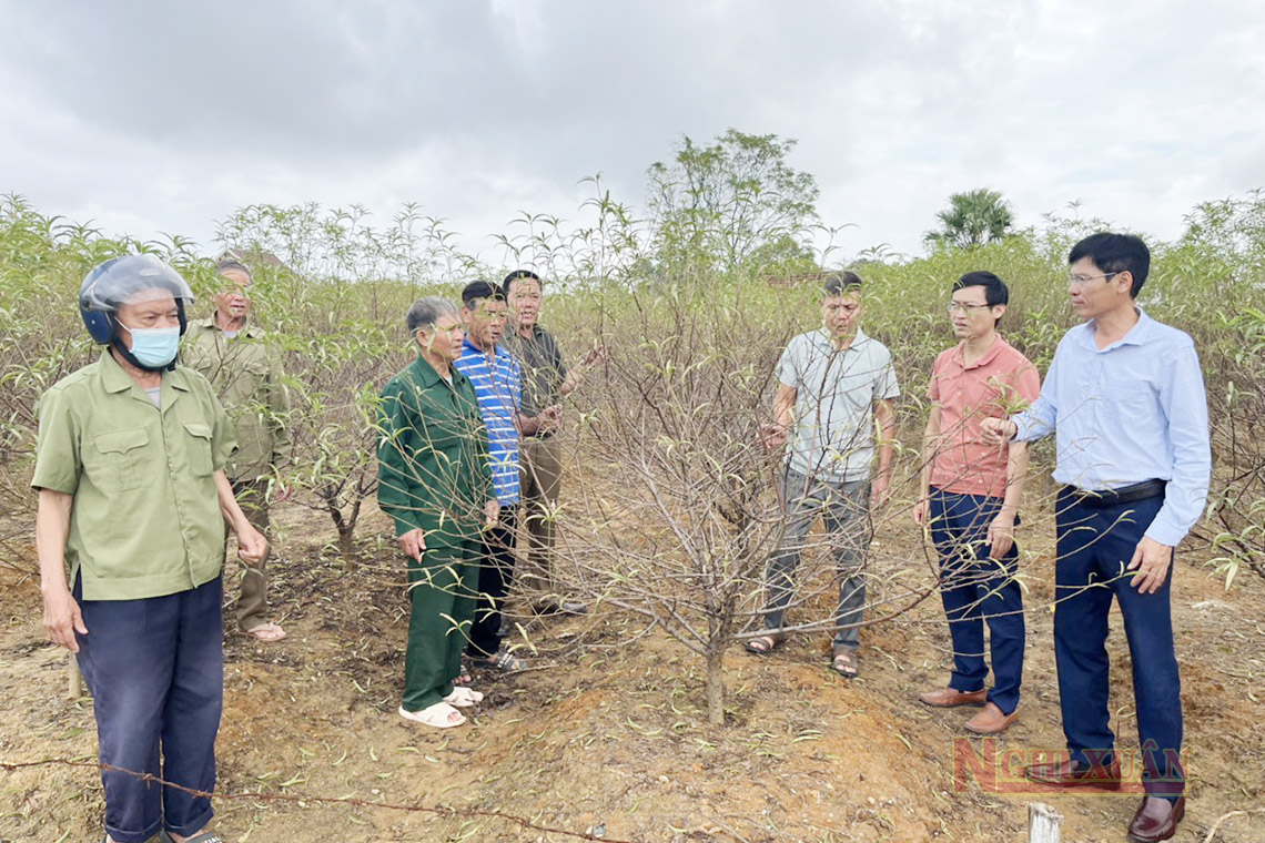 Cổ Đạm phát động Cuộc thi “Vườn đào và cây đào đẹp – Xuân Quý Mão năm 2023"